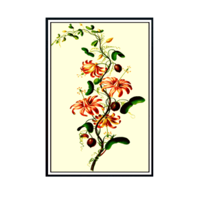 botanical art